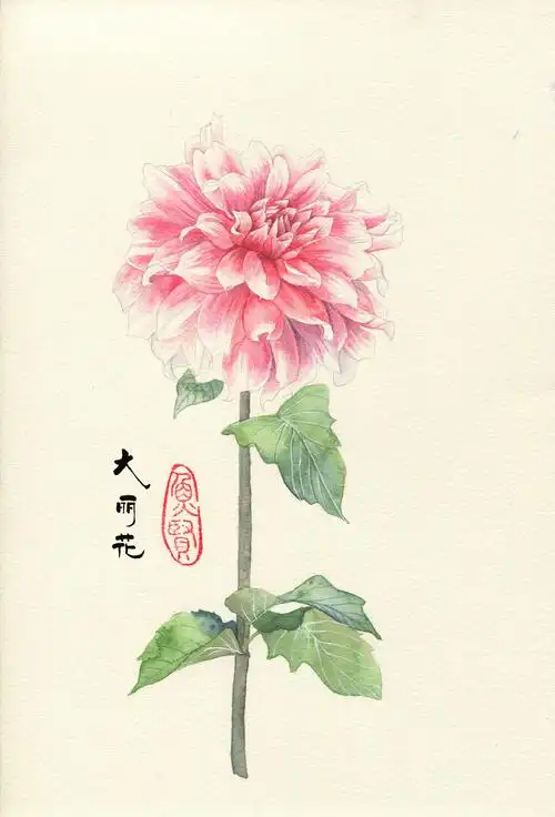 六月画的一系列花卉扫描图统一发一下.