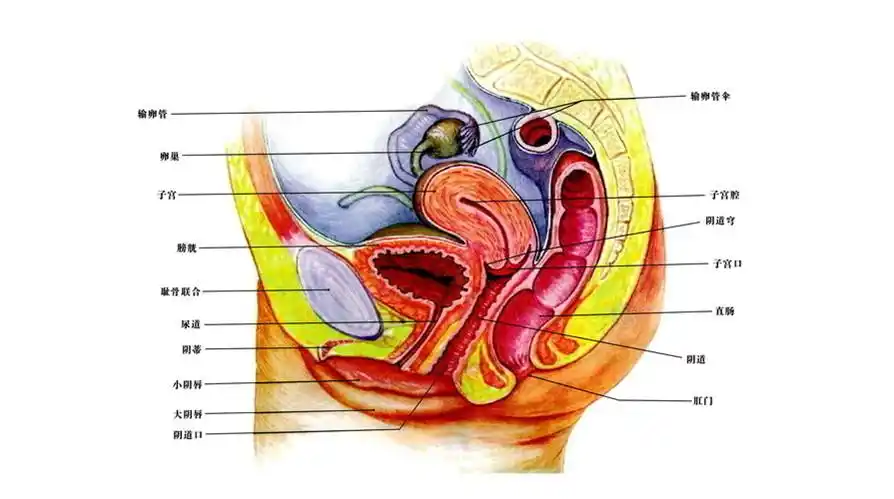 女性生殖器官-人体解剖图