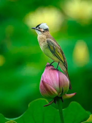 伫立在荷花蓓蕾上的鸟