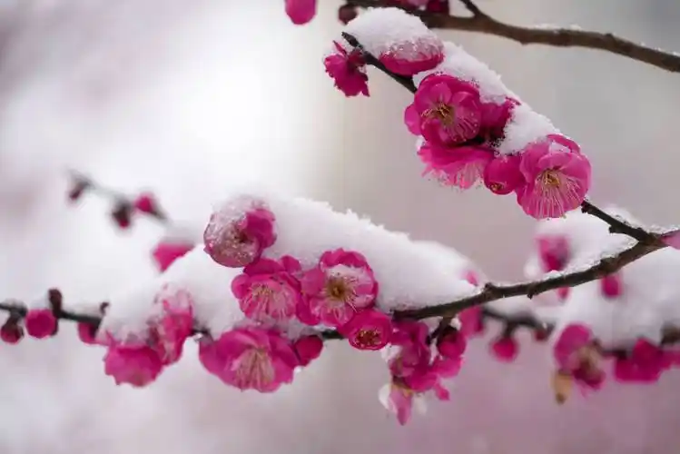 贵州黄平:瑞雪梅花两相映 玉尘纷纷盖枝头