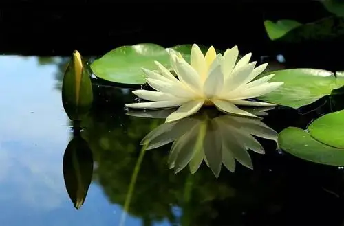 《我的莲花》空灵静心,洗涤心灵