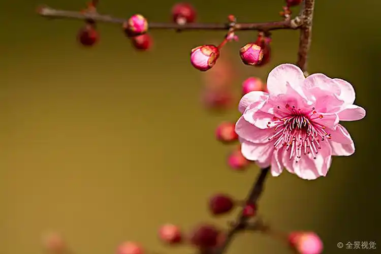 梅花_图片大全—全景创意图库(quanjing.