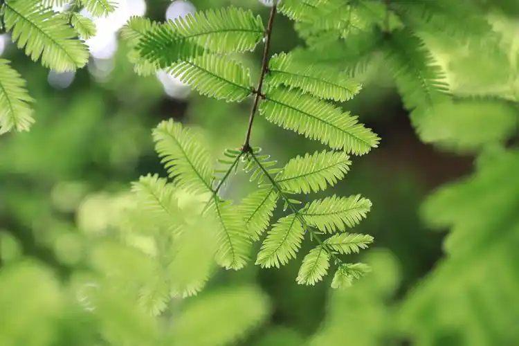 阳光下的水杉叶子