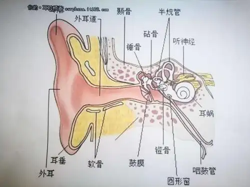 小朋友们你们知道耳朵的结构吗?