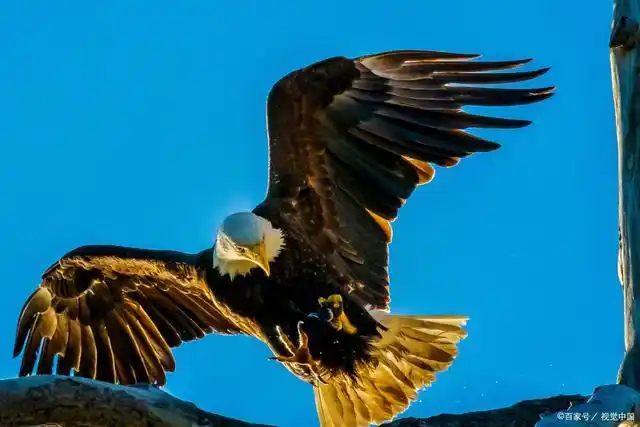 它们在中国的大部分地区都可以看到,除了华南沿海地区.