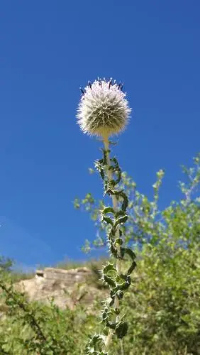 砂蓝刺头别称火绒草