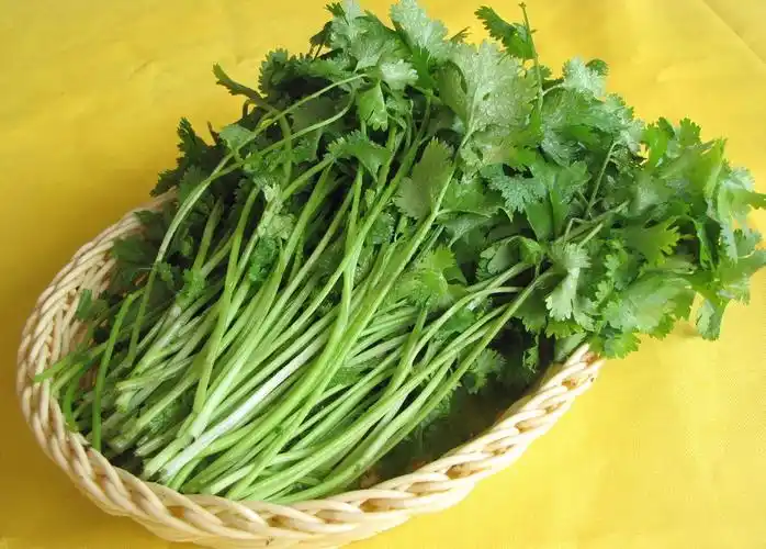 香菜