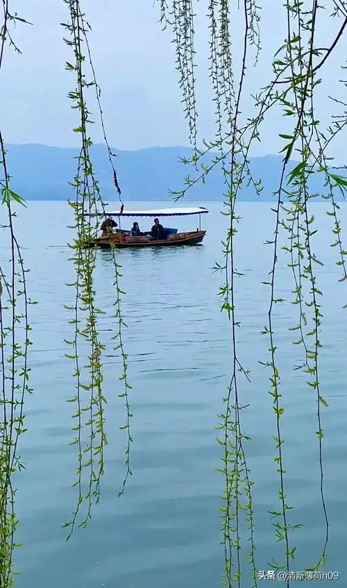 西湖美景三月天 拂堤杨柳醉春烟