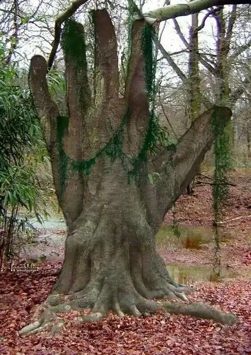 奇葩怪树大家看