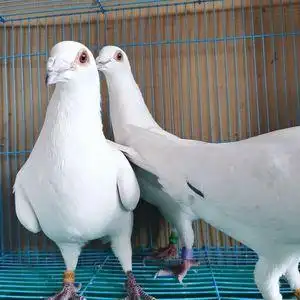 鸽子纯白信鸽活体吴淞西翁火凤凰红二线红雨点成绩鸽子公棚鸽子成