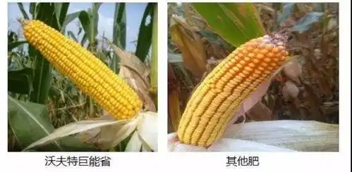 减量增效助力质量兴农 沃夫特巨能省25 10>50创新产品全球首发