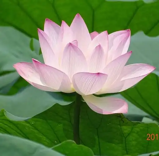 池塘里的荷花几天的时间全都绽放了,真漂亮,宽大荷叶下面有鸭子和鱼