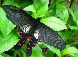 黑美凤蝶