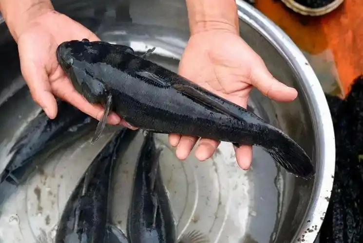 虎鱼多少钱一斤(笋壳鱼) - 价格百科