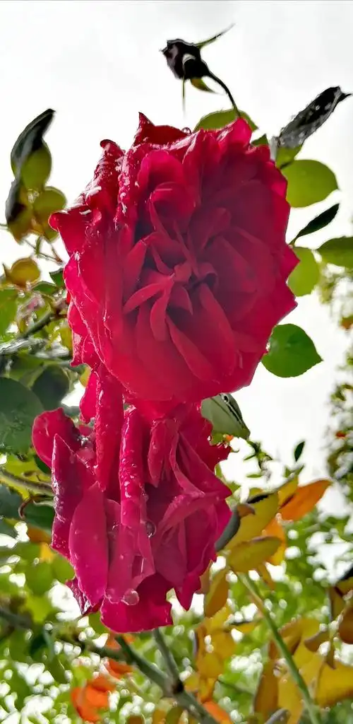 神仙逸韵【62】苏黄好 铿锵玫瑰 - 美篇