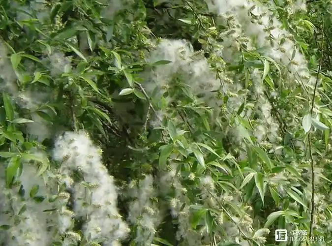 【阅读悦读丨散文】杨全富《又是柳絮飘飞的日子》