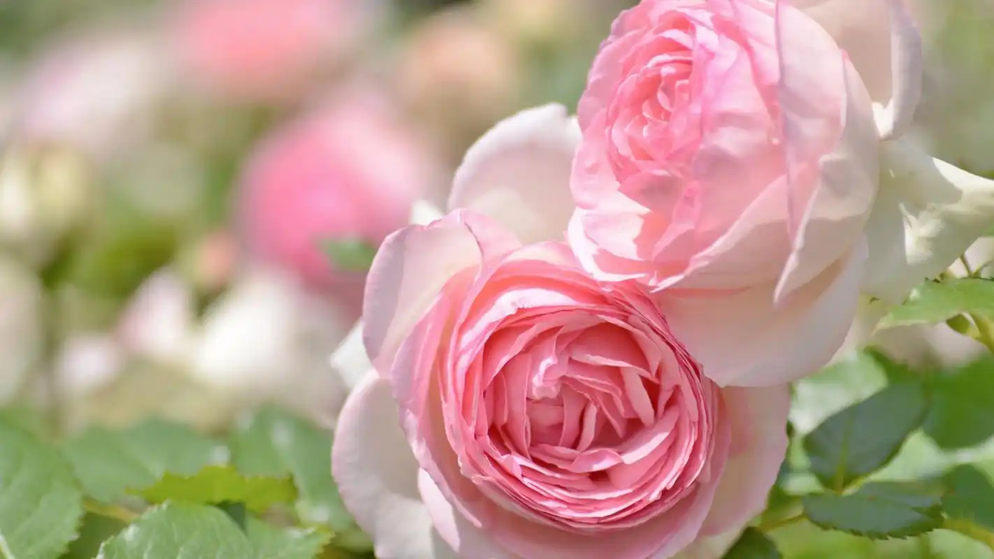 艳丽的花多微距摄影高清壁纸高清大图预览1920x1080_植物壁纸下载_美