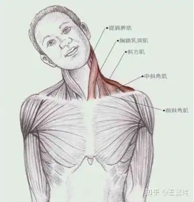 今天要给大家分享一个手臂发麻的拉伸动作,动作名字就是拉伸斜角肌,它