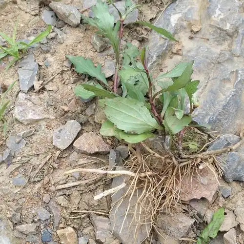 如果老人听说家里的小孩积食,就会跑到地里去挖点鱼秋串根,然后熬水给