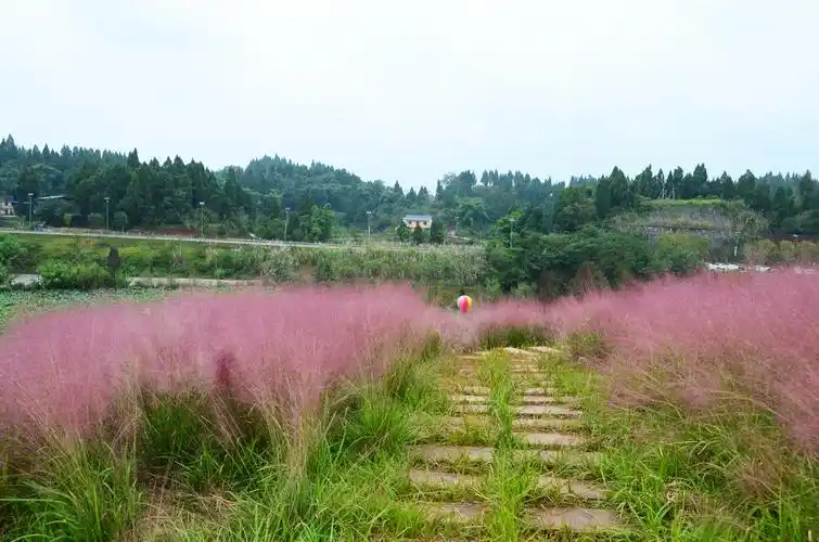 重庆潼南区太安镇"香水百合〃景区…自驾游赏粉黛乱子草(2020.10.10).