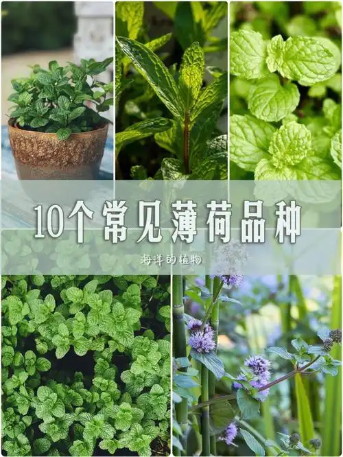 常见的10种薄荷,清爽一夏