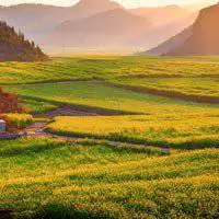 平安吉祥花的微信头像图片点击鼠标右键下载