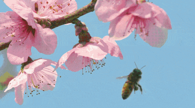 大自然环境里的蜂蜜不纯都不行啊  怎样才能吃到纯正的"蜜蜂霞"土蜂蜜