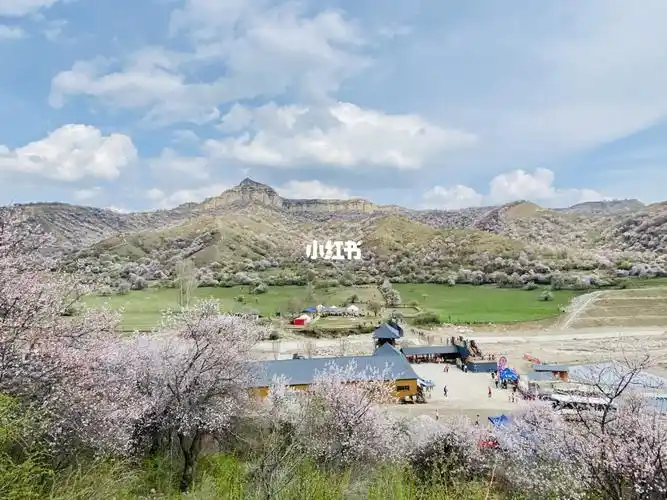 伊犁福寿山杏花