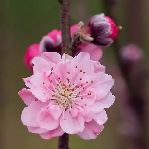 【图片4】又一季桃花盛开时--蜂鸟论坛照片套图
