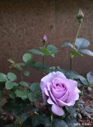 「蓝紫色月季汇总-热门篇」极具诱惑的蓝色系月季,美就完事了