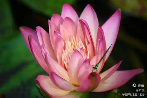 九品香莲——自然天成之物