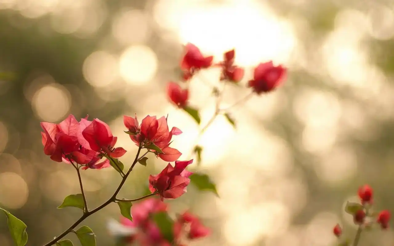 清新唯美花卉植物风景桌面壁纸高清大图预览1920x1200_风景壁纸下载_