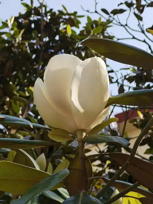 广玉兰花的寓意和象征,门前最旺风水的树(广玉兰花缘)