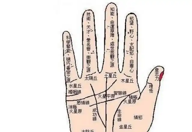 因为手相信息的不同表白,手掌性命线分叉也通报着不同的小我讯息.