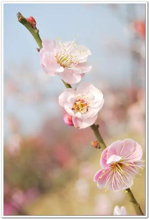 p>宫粉梅是梅花品系中真梅系直枝梅类宫粉型,其花复瓣至重瓣,呈或深