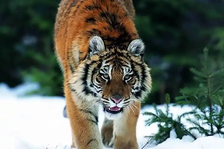 心理测试:你感觉哪只老虎最有杀气,测你性格中最大的缺陷是什么_事情