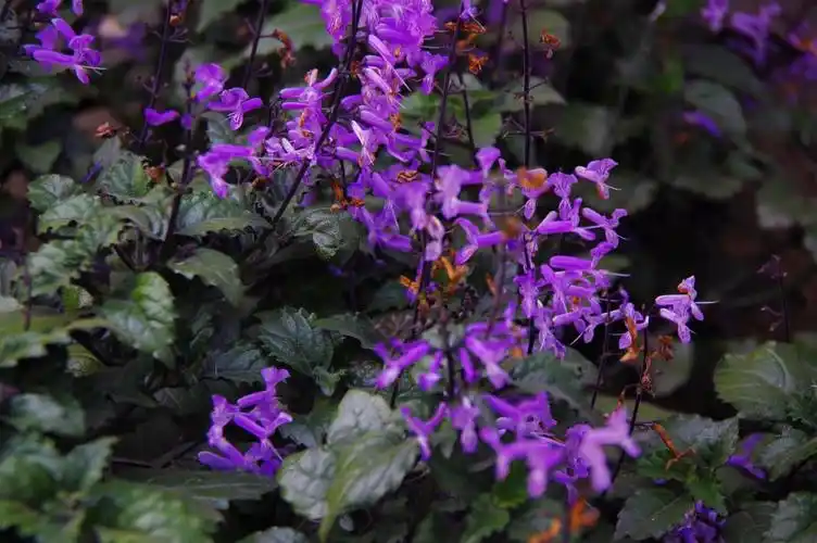 山野寻奇——香茶菜