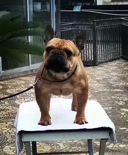 法斗超级红牛种公海豹