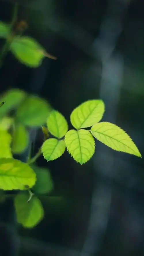 茂盛的绿叶,锁屏图片,手机壁纸,植物-回车桌面