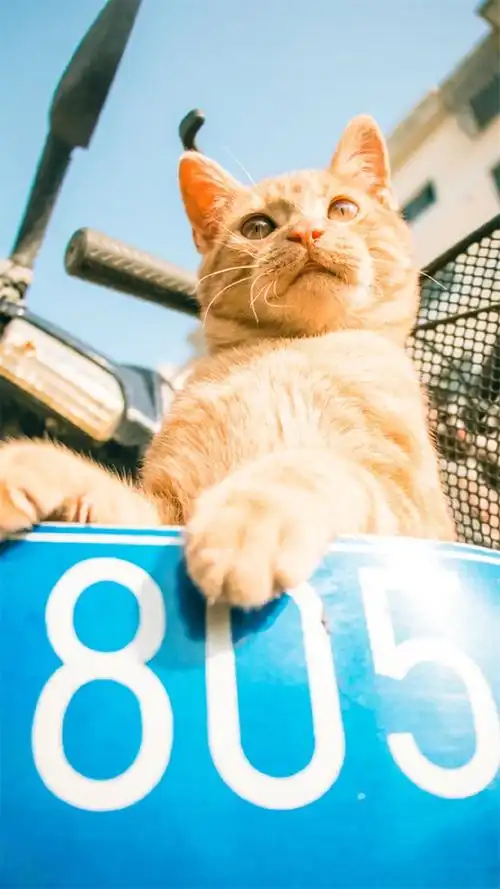 软萌可爱的猫咪图片手机壁纸