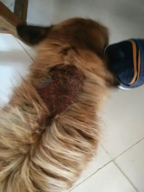 我们家狗脱毛,脱毛的的地方还很恶心,是什么病