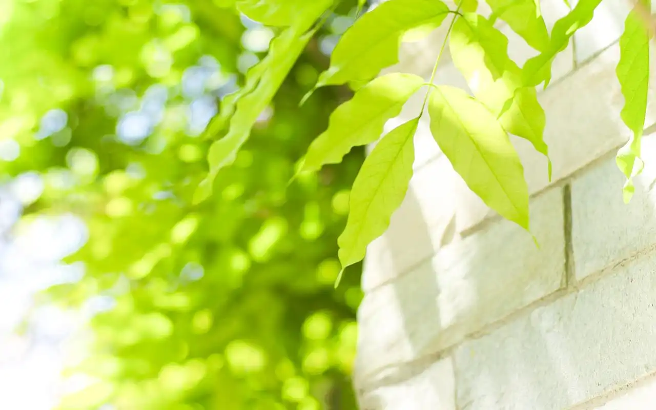 绿色护眼小清新植物图片桌面壁纸