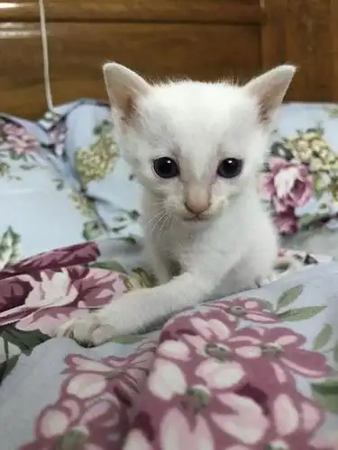 从妈妈那里抱养一只小土猫回家猫咪身上的跳蚤把我折磨的想哭