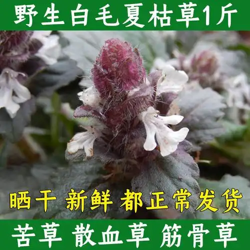 野生白毛夏枯草 散血草晒干破血丹中药材筋骨草 过冬青 苦草500克