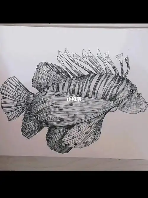 动物临摹5狮子鱼速写