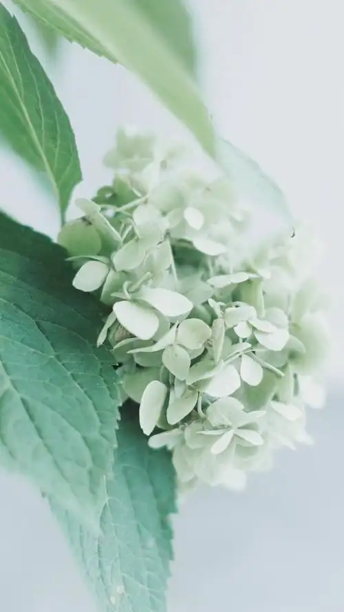 日系小清新唯美高清手机壁纸图片,风格,唯美,高清,小清新,静物,日系