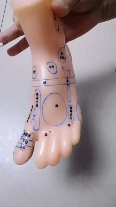 脚面是乳腺,按摩疏通经络.
