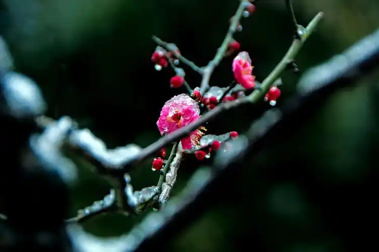 雪中梅花