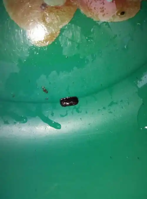 帮忙看下这是什么虫卵?