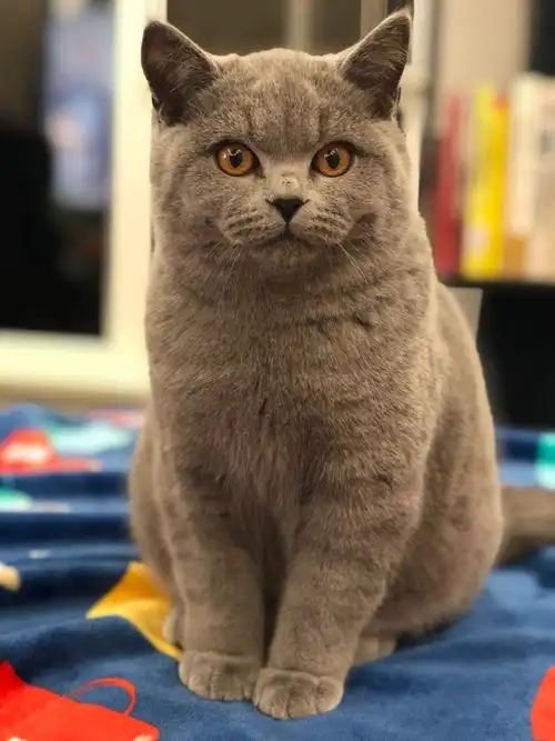 英短英国短毛猫